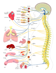 Atlanta-Health-Chiropractic-bodychart - Atlanta Health and Chiropractic