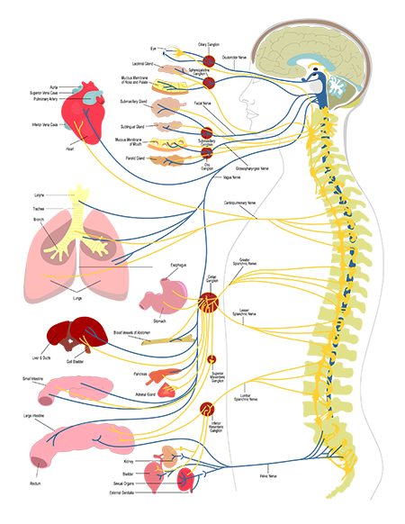 Whole body health at Atlanta Health and Chiropractic